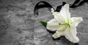 fleurs blanc