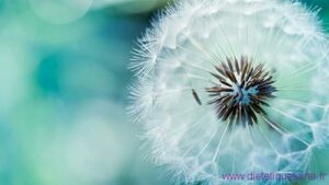 fleurs poussiere
